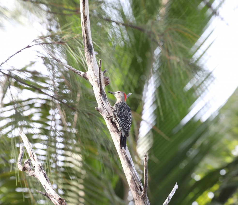 Birdwatching