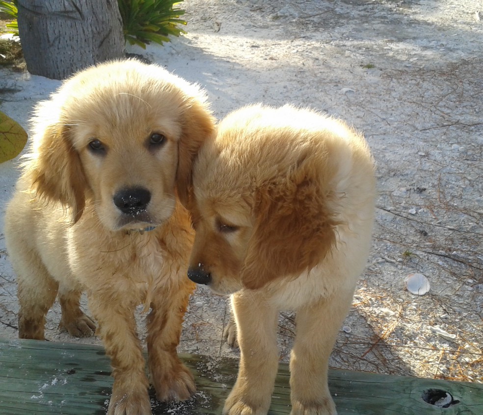 Meet our island puppies